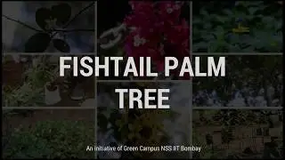 Fish Tail Palm