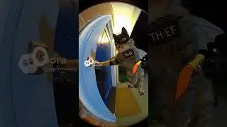 Who wouldn&rsquo;t open the door for this cute little thief?