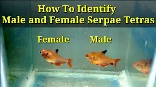 How To Identify Male And Female Serpae Tetras