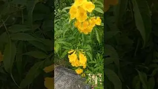 🌞 Bright & Cheerful &ndash; Yellow Elder Flowers