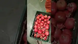 Sorting and packing of pomegranate for Export. #alaweer #alaweermarket #dubai #vegetablemarkets