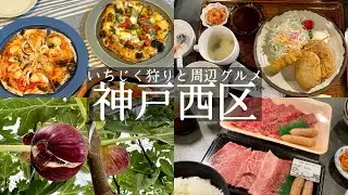 【神戸市西区】食べ放題のいちじく狩り🤩赤まる農園&元町で行列‼️森谷商店直営店のレストラン🐃焼肉もりや&玉津１７５号線沿い🚗本格ピザのお店🍕コウベピザケン