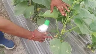 ग्रो मैक्स का कमाल किसान हुआ मालामाल