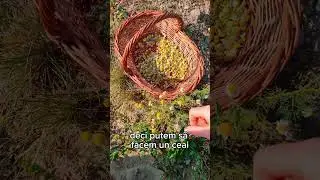 Mușețelul 🌼 Planta medicinală universală | Beneficii, utilizări și ceai calmant