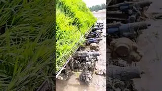 Rice planting process with modern machines #shorts