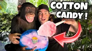 ГОТОВИМ САХАРНУЮ ВАТУ С ШИМПАНЗЕ! ЧТО ПРОИСХОДИТ?!