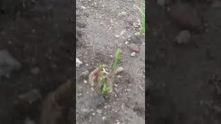 small onion cultivation
