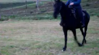 Hawk under saddle 1_1.MOV