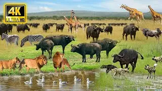 4K African Animals: Ruaha National Park - Real Sounds of Africa - Nature Animal Documentary in 4k