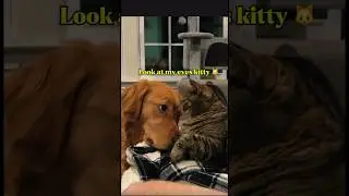 Funny Cat vs Dog Moments 🐶😹#viralcats #catsvsdogs #funnycats #dogshorts #catshorts #trollface