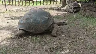 Les tortues de Chamarel @leliendutemps
