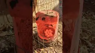 How to increase egg production during winter.