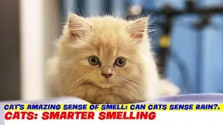 Cat's Amazing Sense of Smell: Can Cats Sense Rain?.