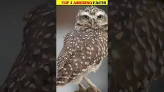 उल्लू अपने बच्चों के साथ ऐसा 😱😱 भी करते है 😡 3 amezing fact about owl shorts youtube shorts