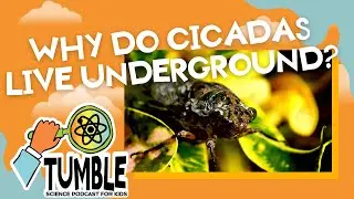 Why Do Cicadas Live Underground? - Tumble Science Podcast for Kids