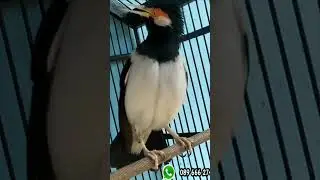 Ngerol mompa jalak suren jantan | info pur racikan penggacor wa 089666274562