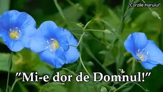 ”Mi-e dor de Domnul!” cântare creștină 2026