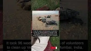 It took 96 weeks and 1000 volunteers to clean up Versova Beach in Mumbai