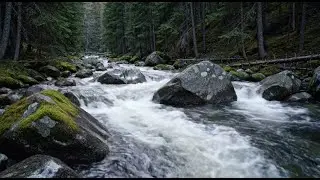Deep Relaxation & Sleep Well | River Water Sounds and Forest Birds for Work and Study