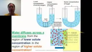 Chapter 7.3 B (Osmosis)