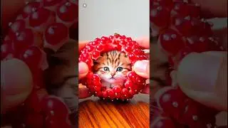 Cat & Ball short video #shortvideo #shorts