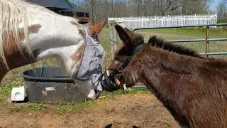 Fly mask and muzzle