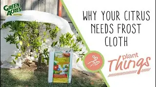 Why Your Citrus Needs Frost Cloth