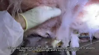 Crawl Space Moisture Damage