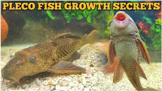 Pleco Fish Ko Kaise Bada Kare | Beginners Guide - Morbi Fish