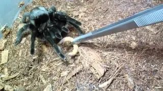 Tarantula Feeding #11