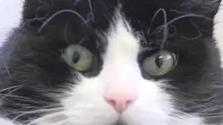 Cat Adoption Spotlight on 'Emma'-Kingston Animal Shelter