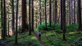 SOL DUC - North Fork TRAIL , Olympic Peninsula, WA, USA (4K)