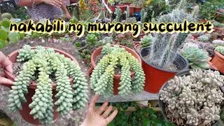 MURANG SUCCULENT SA BUDA