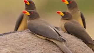 33 Red-billed oxpecker Birds! Red-billed oxpecker bird! Top 33 South African birds In The World #33
