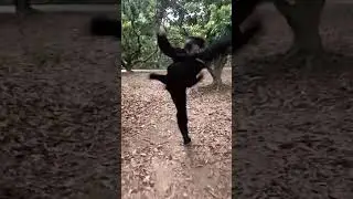 Black Panther Amazing Kung Fu