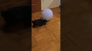 #bunny #rabbit #cute #Cveto #paying #ball