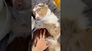MINI AUSSIE THEN vs NOW 🐶🥹💗 #miniaussie