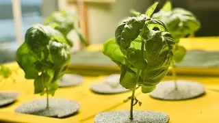 How to set up a Deep Water Culture (DWC) Hydroponics System