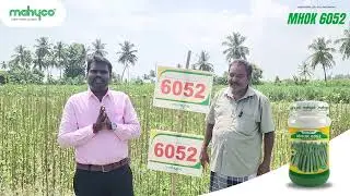 Mahyco  Okra Hybrid &ndash; MHOK 6052- Salem