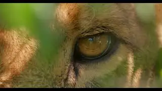 extreme close-up of a lion's eye