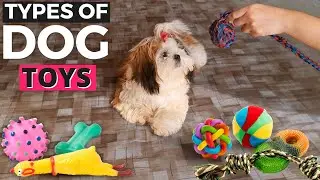 6 Types of Dog Toys and How to USE THEM