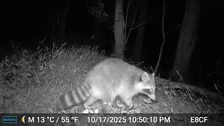 Grunting bucks and lots of critters: Trail Cam Adventures
