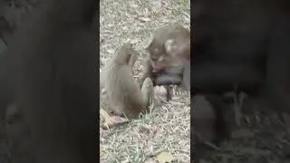 VID20250117164510​ monkey bayon top 5 3