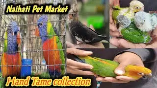 Hand tame 🐦🐦মানে। Naihati Pet Market! 🔥🔥31/01/2026