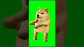 dog dance | coppyright free greenscreen #green_screen