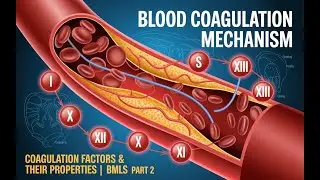 Blood Coagulation Mechanism | Coagulation Factors & Their Properties | BMLS Lecture | Part 2