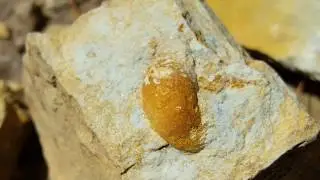 Collecting fossils in the Dargile Formation