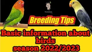 Important tips about love birds breeding season 2022 and 2023|basic information|FS Aviary official
