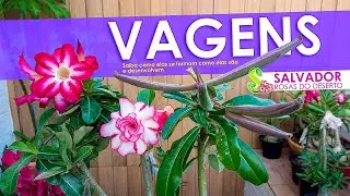 Da polinização a colheita entenda tudo sobre as Vagens das rosas do deserto