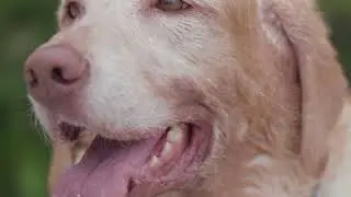 How to Beach Like a Dog on Fort Myers Beach, Florida
